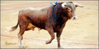 Le rouge énerve les taureaux :
