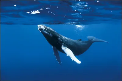 La baleine bleue est le plus grand animal trouvé dans l'eau :