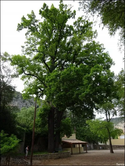 Pour finir, de quel pays le chêne des Canaries n'est-il pas originaire ?