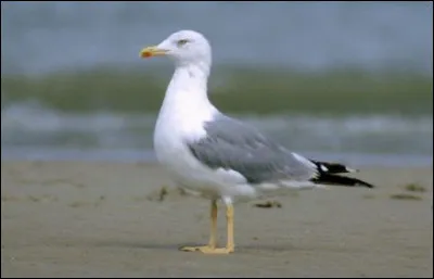 Ce goéland leucophée est visible principalement sur les côtes d'/de...