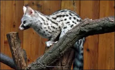 Cet animal, qui appartient au sous-genre Viverrinae, est :
