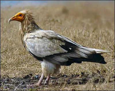 Quand il est en Afrique, ce percnoptère d'Égypte préfère vivre dans les espaces...