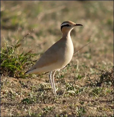 Mais où vit donc cet oiseau majestueux, nommé Courvite isabelle ?