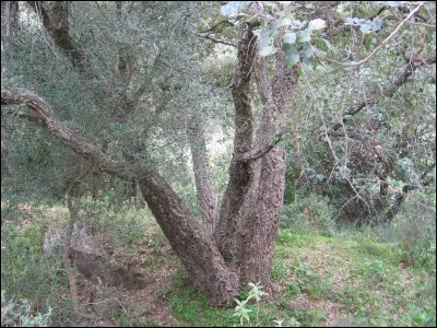 Bien ! Passons maintenant aux plantes ! Celle que vous voyez sur la photographie est...