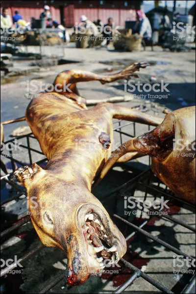 Là, franchement, je n'ai vraiment pas envie de faire de l'humour, mais il faut que ça se sache. Accrochez-vous bien, où pouvez-vous manger cet animal ?