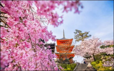 Quelles fleurs a-t-on coutume d'admirer principalement au printemps au Japon ?