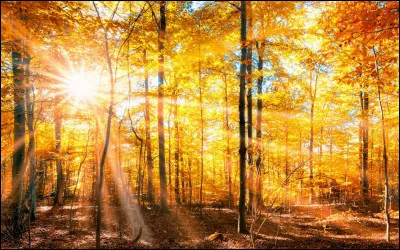 Qui interprétait la chanson ''L'Été indien'' ?