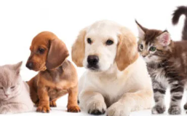 Quiz Animaux