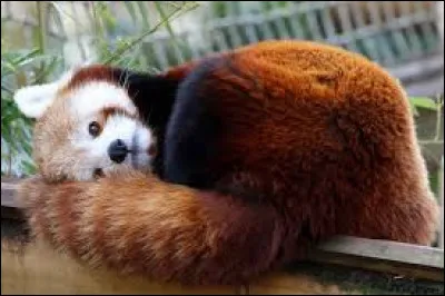 Quel animal aimerais-tu être ?