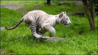 Que préfères-tu manger ?