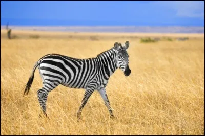 Quel animal as-tu chez toi ?