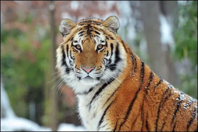 Pourquoi il n'y a presque plus de tigres ?