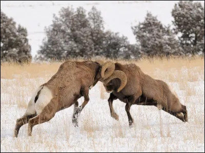 Comment appelle-t-on une personne qui refuse de manger de la viande ?