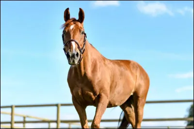 Le cheval c'est...