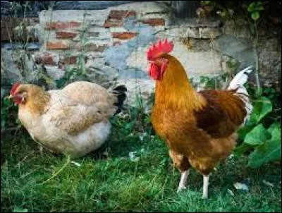 La poule/Le coq se traduisent par...