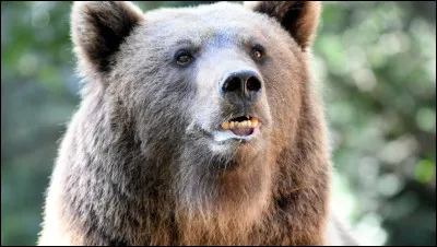 Comment dire un ours ?