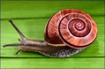 Un escargot se dit...