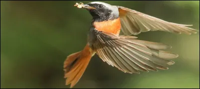 Ma douce femelle va bientôt pondre et couver entre 12 et 15 jours. Combien puis-je espérer de descendants ?