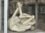 Quiz Quizz cours de latin 2e anne