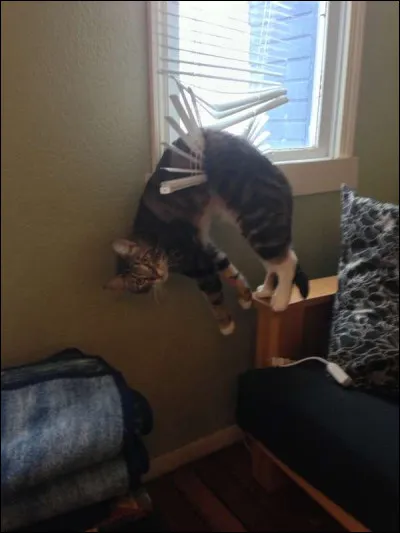 David aime les Chipmunks.