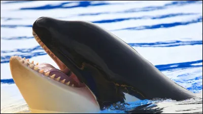 Les Orques sont dans...