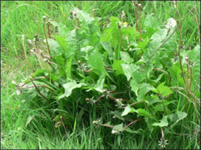 Le pissenlit est bon pour les lapins mais quelle partie est-elle autorisée ?