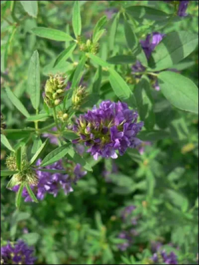 La luzerne cultivée est-elle autorisée ?