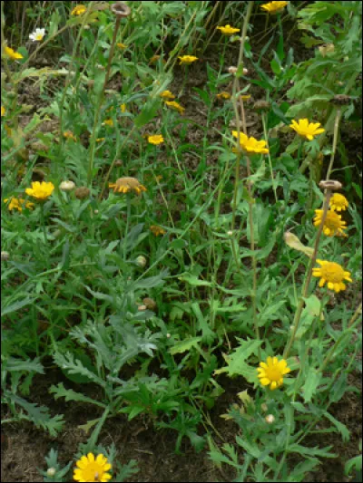 Le chrysanthème des prés est-il autorisé chez le lapin ?