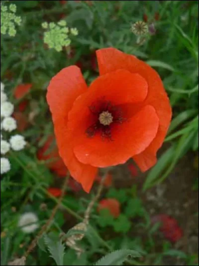 Le coquelicot est-il autorisé pour le lapin ?