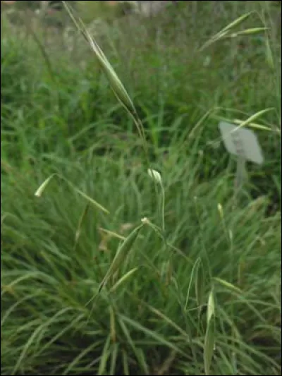 L'avoine des prés est-elle appréciée des lapins ?