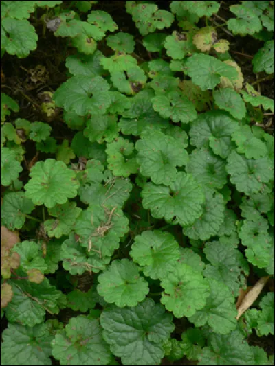 Le lierre terrestre est-il autorisé pour nos amis lapins ?