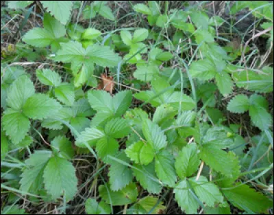 Nos amis lapins ont-ils le droit de grignoter nos fraisiers ?