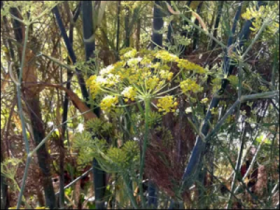 Le fenouil sauvage est-il autorisé pour nos amis lapins ?