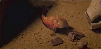 Si tu vois cette créature devant chez toi, que fais-tu ?