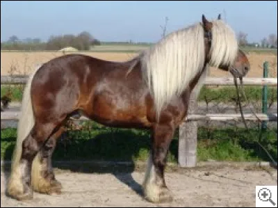 Quelle est cette race ?