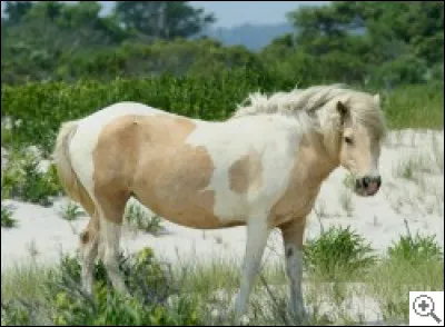 Quelle est cette race ?