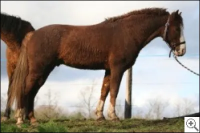 Quelle est cette race ?