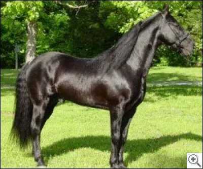 Quelle est cette race ?