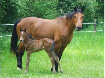 Quelle est cette race ?