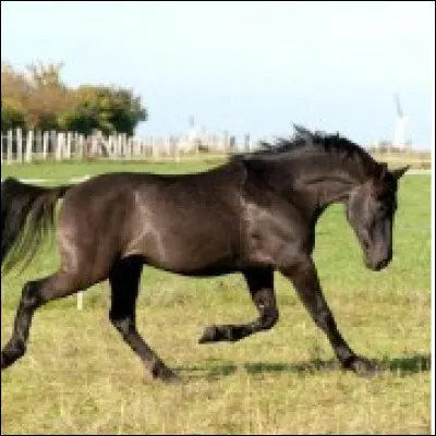 Quelle est cette race ?