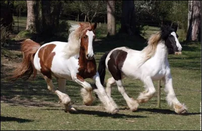 Quelle est cette race ?