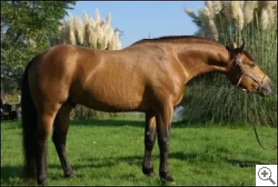 Quelle est cette race ?