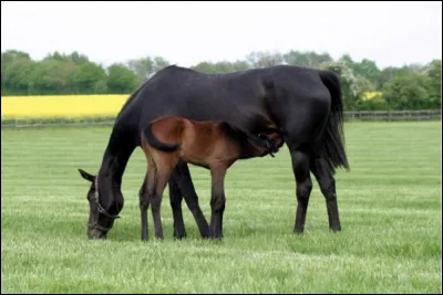 Quelle est cette race ?