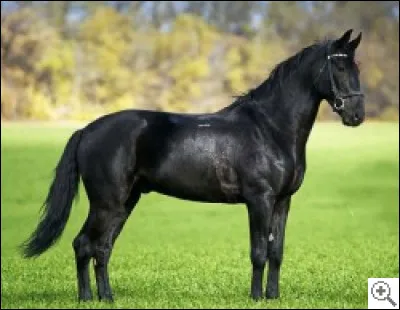 Quelle est cette race ?