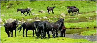 Quelle est cette race ?