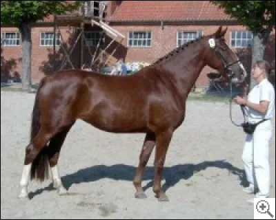 Quelle est cette race ?