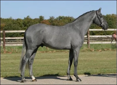 Quelle est cette race ?