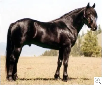 Quelle est cette race ?