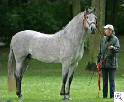 Quelle est cette race ?