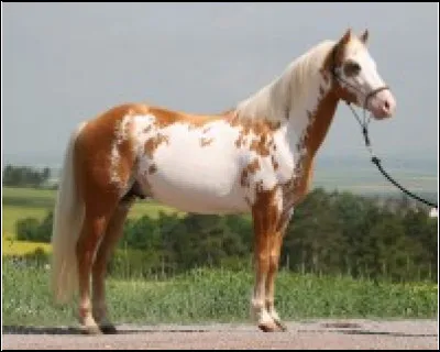 Quelle est cette race ?